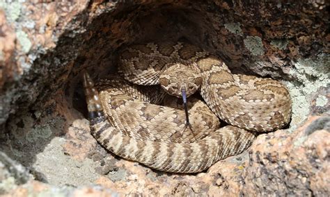 types of rattlesnakes in nevada